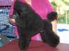 toy-poodle breeders