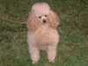 toy-poodle puppies
