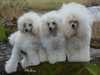 toy-poodle clubs