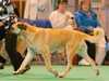 turkish kangal dog