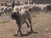 turkish-kangal-dog breeders