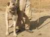 turkish-kangal-dog stud-dogs