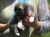 turkish-kangal-dog puppies