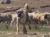 turkish-kangal-dog clubs