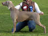 Weimaraner