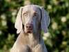weimaraner breeders