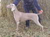 weimaraner owners