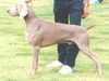 weimaraner stud-dogs