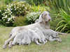 weimaraner puppies