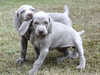 weimaraner results