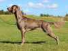 weimaraner clubs