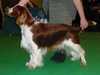 welsh springer spaniel