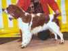 welsh-springer-spaniel breeders