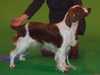 welsh-springer-spaniel owners