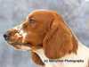 welsh-springer-spaniel stud-dogs