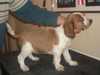 welsh-springer-spaniel puppies
