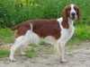 welsh-springer-spaniel results