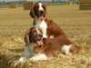 welsh-springer-spaniel clubs