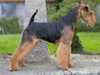 welsh-terrier breeders