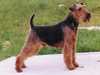welsh-terrier owners