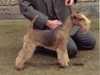 welsh-terrier stud-dogs