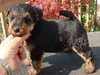 welsh-terrier puppies