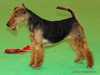 welsh-terrier results