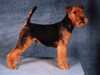 welsh-terrier clubs