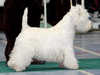 West Highland White Terrier