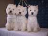 west-highland-white-terrier breeders
