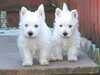 west-highland-white-terrier owners