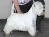 west-highland-white-terrier stud-dogs