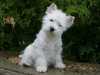 west-highland-white-terrier puppies