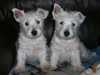 west-highland-white-terrier results