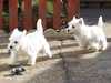 west-highland-white-terrier clubs