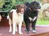 wetterhoun breeders