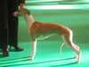 Whippet