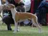 whippet stud-dogs
