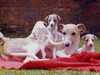 whippet clubs