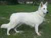 white swiss shepherd dog