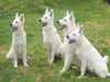white-swiss-shepherd-dog owners
