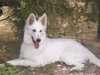 white-swiss-shepherd-dog stud-dogs