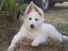 white-swiss-shepherd-dog puppies