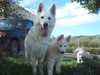 white-swiss-shepherd-dog results