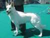 white-swiss-shepherd-dog clubs