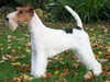 wire-fox-terrier owners