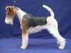 wire-fox-terrier stud-dogs