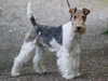 wire-fox-terrier puppies