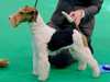 wire-fox-terrier results