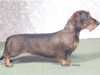 wire haired dachshund